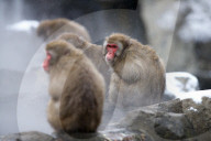 FEATURE - Japanmakaken im Zoo des Central Parks in New York