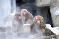 FEATURE - Japanmakaken im Zoo des Central Parks in New York