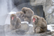 FEATURE - Japanmakaken im Zoo des Central Parks in New York