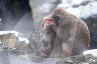FEATURE - Japanmakaken im Zoo des Central Parks in New York
