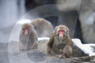 FEATURE - Japanmakaken im Zoo des Central Parks in New York