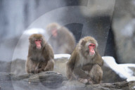 FEATURE - Japanmakaken im Zoo des Central Parks in New York