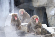 FEATURE - Japanmakaken im Zoo des Central Parks in New York