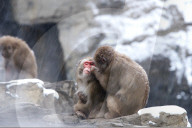 FEATURE - Japanmakaken im Zoo des Central Parks in New York