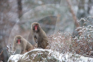 FEATURE - Japanmakaken im Zoo des Central Parks in New York