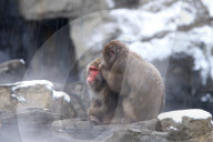 FEATURE - Japanmakaken im Zoo des Central Parks in New York