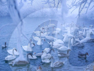 FEATURE - Pix of the Day: Bilder des Tages