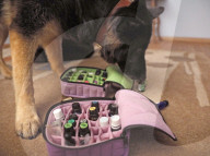 FEATURE - Aromatherapie für Hunde