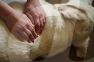 FEATURE - Aromatherapie für Hunde