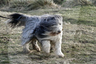 FEATURE - Hund hat einen "Bad Hair Day"