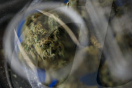 REPORTAGE - Kalifornien legalisiert Cannabis