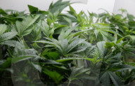 REPORTAGE - Kalifornien legalisiert Cannabis