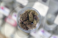 REPORTAGE - Kalifornien legalisiert Cannabis