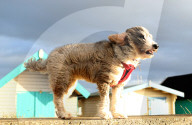 FEATURE - Best of: Bilder des Tages