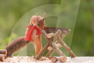 FEATURE - Eichhörnchen mit Mini-Säge am Werk