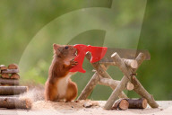 FEATURE - Eichhörnchen mit Mini-Säge am Werk