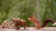 FEATURE - Eichhörnchen mit Mini-Säge am Werk