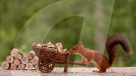 FEATURE - Eichhörnchen mit Mini-Säge am Werk