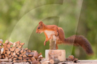 FEATURE - Eichhörnchen mit Mini-Säge am Werk
