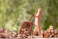FEATURE - Eichhörnchen mit Mini-Säge am Werk