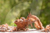 FEATURE - Eichhörnchen mit Mini-Säge am Werk