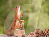 FEATURE - Eichhörnchen mit Mini-Säge am Werk