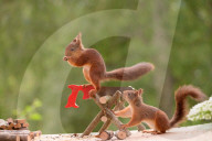 FEATURE - Eichhörnchen mit Mini-Säge am Werk
