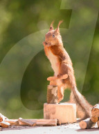 FEATURE - Eichhörnchen mit Mini-Säge am Werk