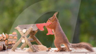 FEATURE - Eichhörnchen mit Mini-Säge am Werk