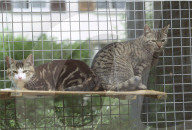 Katzen im Tierheim 1998