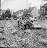 Getreideanbau auf der Sechseläutenwiese; 1944
