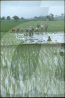 Reis-Bauern in Thailand 1994
