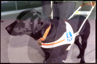 Blindenhundeschule Allschwil