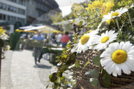 Frühling in Zug 2006