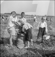 Schulkinder beim Ähren lesen, Nachlese im Rheintal; 1941