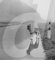 Hund am Strassenrand angebunden 1969