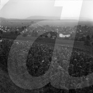 Das Dorf Rafz mit Rebberg, 1959