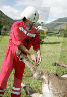 REGA Flughelfer Stefan Hunziker birgt tote Kühe aus den Bergen, 2004