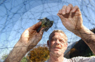 Markus Bader untersucht die Gesundheit von Zugvögeln in Lauwil BL, 2005