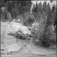 Entwurzelte Bäume an der Frutigen-Adelboden Strasse; 1962