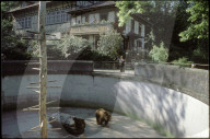 Bär im Bärengraben