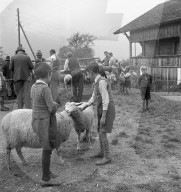 Schafscheid in Brienzwiler, 1941