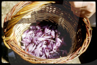 Crocus sativus, Krokus in einem Korb