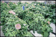 Erdeloser Anbau, hors-sol Gerberas 1990
