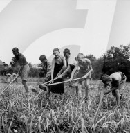 Landhilfe in der Schweiz während des 2. Weltkrieges 1941