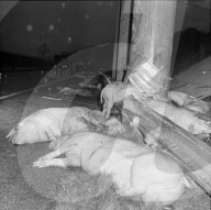 Tote Schweine am Strassenrand 1969