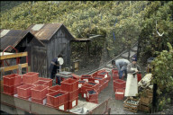 Weinlese, Rebberg Sternenberg, 1980