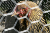 Huhn im Käfig, Zoo Zürich 2005