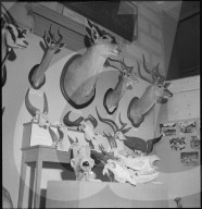 Jagdtrophäen, 1953