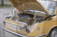 Erlegtes Reh im Kofferraum von Auto, 1980